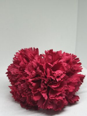 Clavel grande fucsia