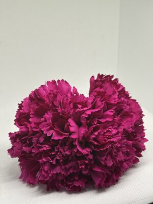 Clavel grande buganvilla