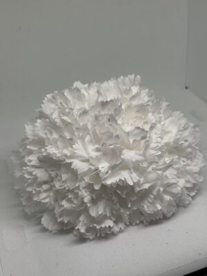 Clavel grande blanco