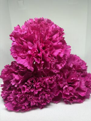 Clavel grande fucsia