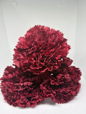 Clavel grande granate